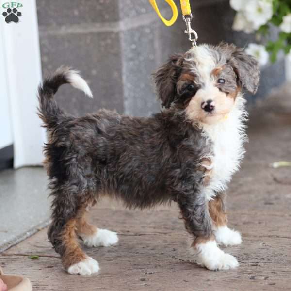 Leo, Mini Bernedoodle Puppy